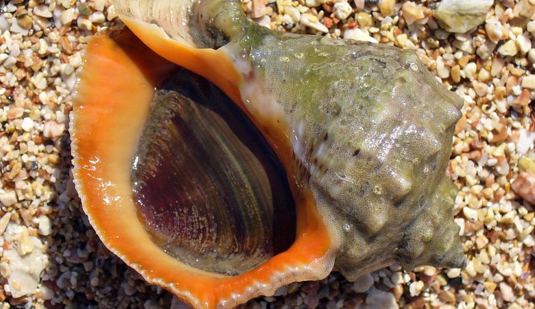 SHELLFISH RESULTS